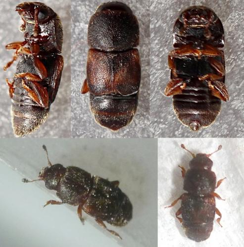 Carpophilus sp.